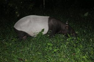 taman-negara-national